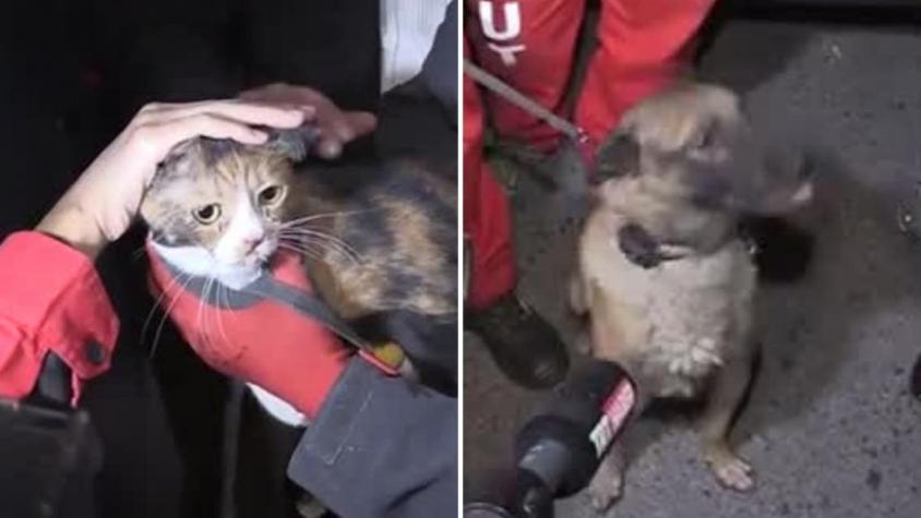 [VIDEO] Perro rescata a un gato atrapado entre escombros tras terremoto en Turquía
