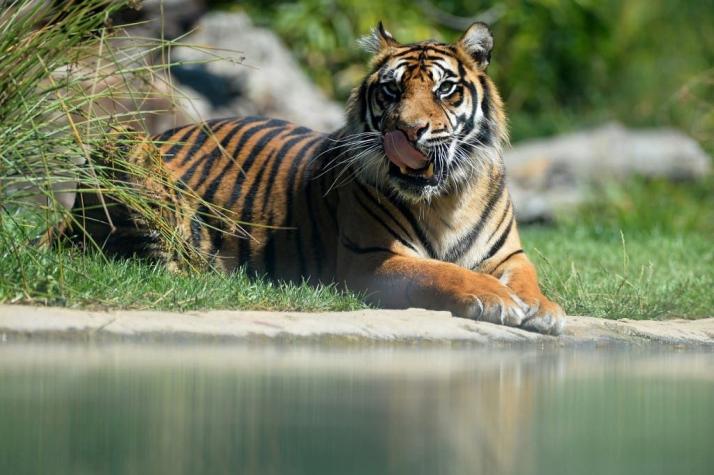 Captan foto de tigre negro extremadamente inusual: un animal al borde de la extinción