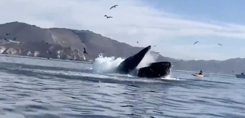 Una ballena jorobada casi se traga a dos kayakistas cerca de una playa en Estados Unidos