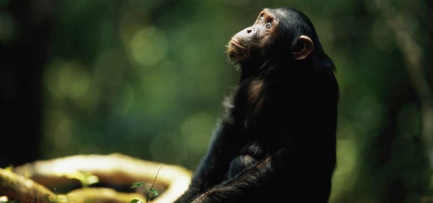 Dos chimpancés fueron muertos a tiros tras escapar de un zoológico en Holanda