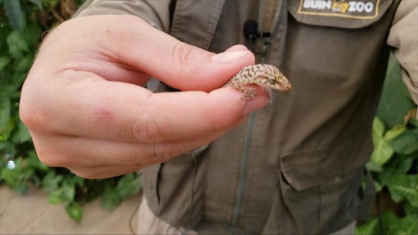[VIDEO] Santiago tiene nuevos vecinos, los geckos: invasión de reptiles afectaría a ecosistema local