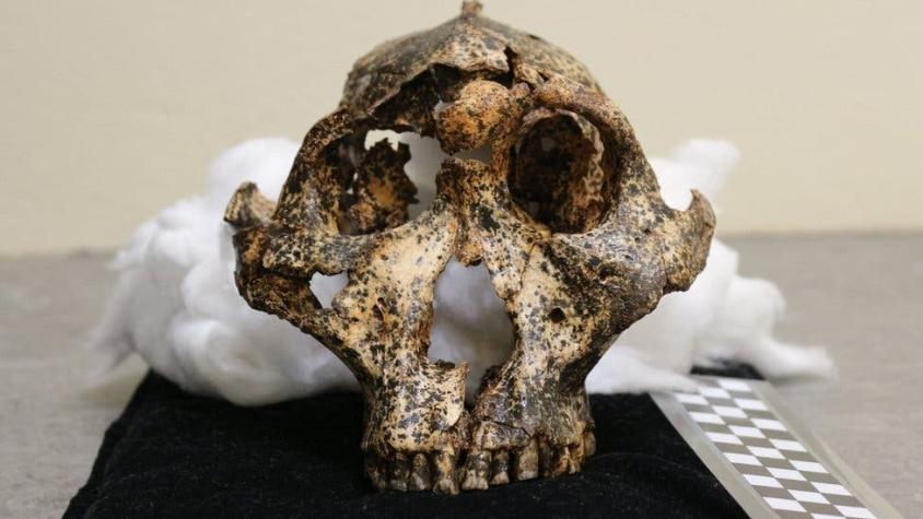 Descubren el cráneo de dos millones de años de un "primo" ancestral de los humanos