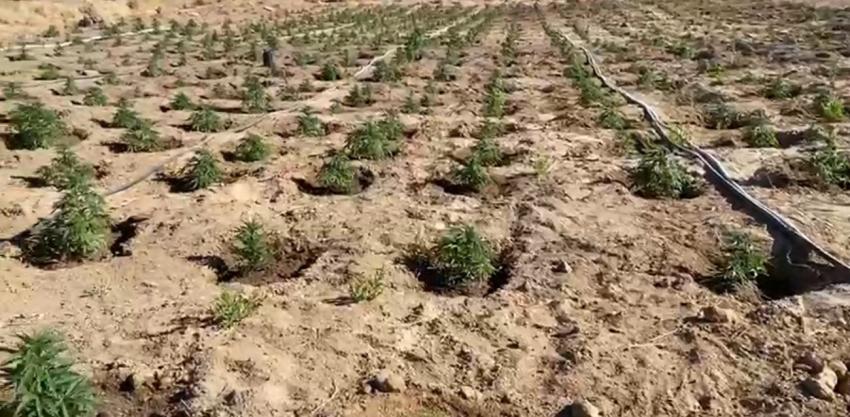 A más de 2.500 metros de altura: decomisan plantación de marihuana en pleno Desierto de Atacama