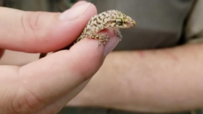 Qué son los geckos que "invadieron" Santiago (y dónde encontrarlos)