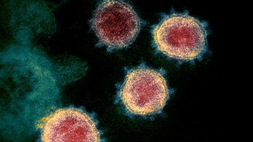 Coronavirus: el misterioso "gen dentro del gen" que descubrieron escondido dentro del patógeno