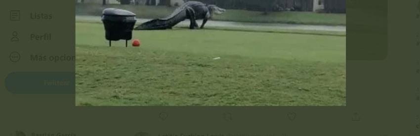 Lo más parecido a Godzilla que verás hoy: lagarto gigante se pasea por una cancha de golf en Florida