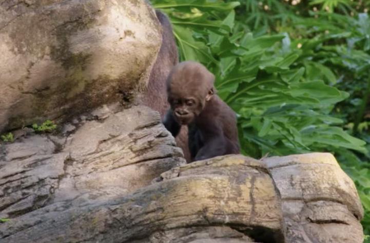 Conmovedoras imágenes: bebé gorila en Disney es ayudada con sus habilidades de coordinación