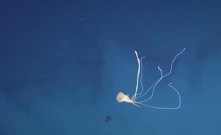 [VIDEO] Captan calamares gigantes por primera vez en aguas australianas