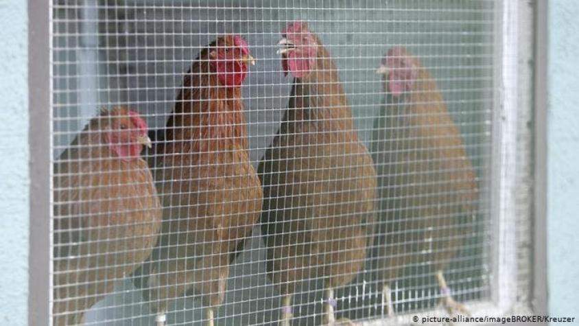 Dinamarca sacrifica 25.000 aves de corral tras detectar gripe aviaria en una granja