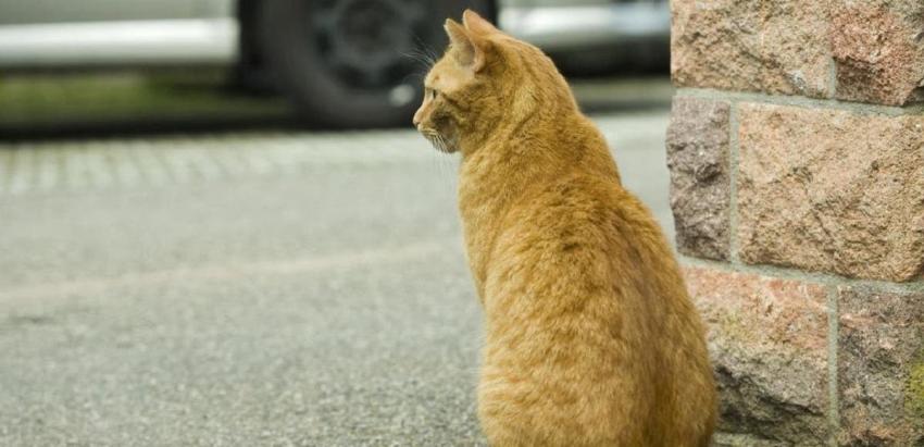 Dueña de una hostal fue denunciada por matar gatos con azufre en Viña del Mar