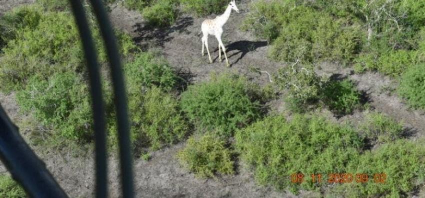 La última jirafa blanca conocida del mundo será vigilada por GPS tras asesinato de hembra y su cría