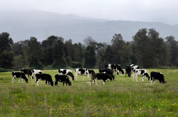 Caída de un rayo habría provocado la muerte de al menos 10 vacas en Futrono