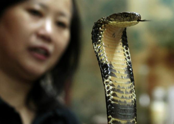 Hombre sobrevive a la mordedura de un cobra: Antes había tenido dengue, malaria y COVID-19