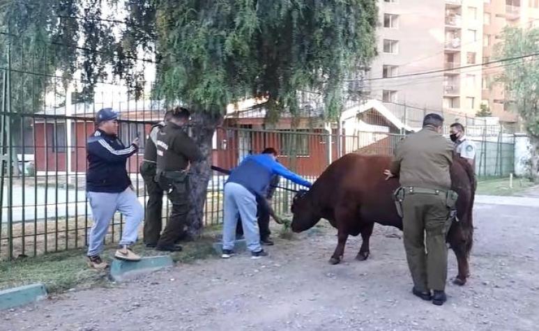 [VIDEO] Capturan un toro que deambulaba suelto por Estación Central