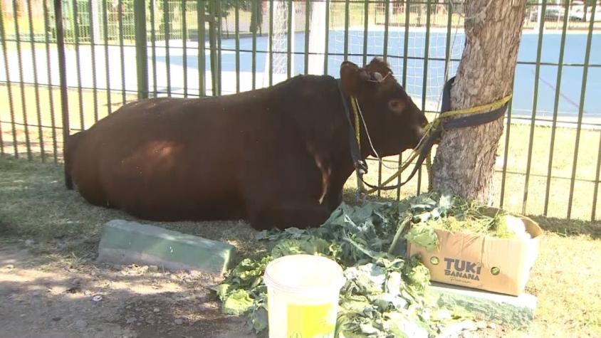 [VIDEO] Buscan a dueño de toro que caminaba por la Alameda durante la madrugada de este domingo