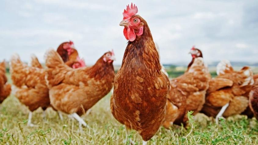 Holanda sacrifica 190.000 gallinas y pollos tras brote de gripe aviaria