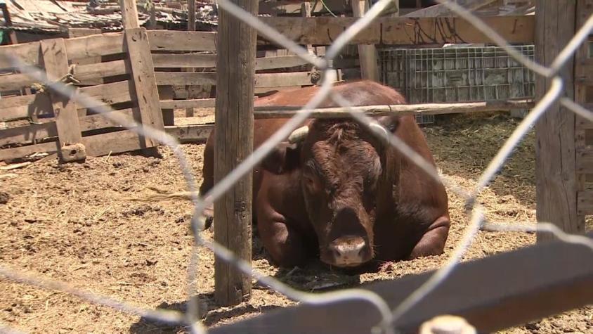 [VIDEO] Toro deambuló por Estación Central: Dueña dice que animal escapó en un intento de robo