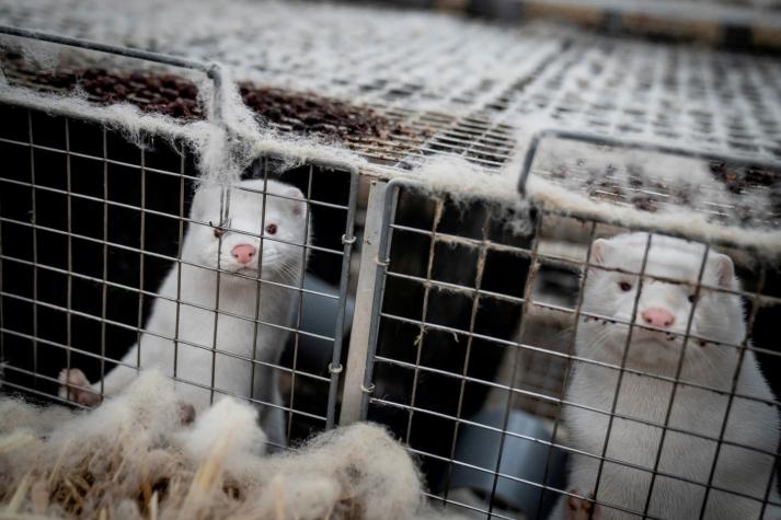 Detectan en Francia criadero de visones con COVID-19: Mil animales serán sacrificados