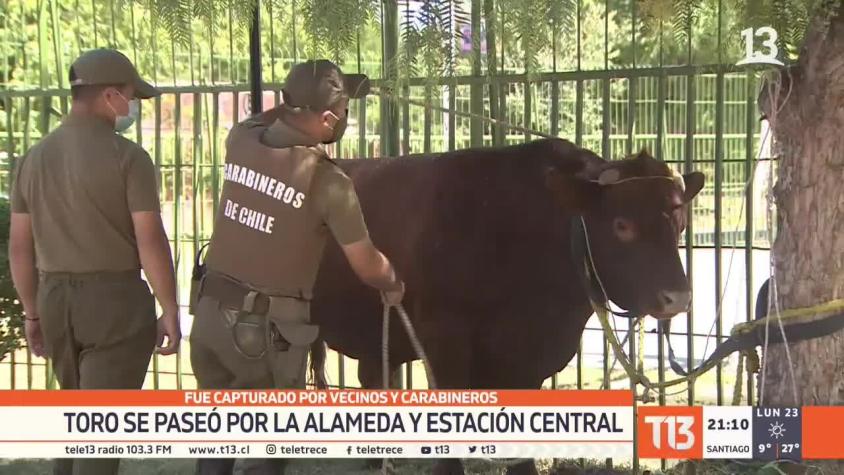 [VIDEO] Toro se paseó por la Alameda y Estación Central: Fue capturado por vecinos y carabineros