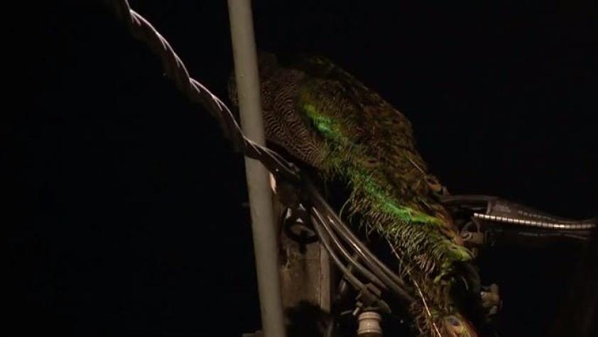 Encuentran pavo real en cables del alumbrado público en Recoleta