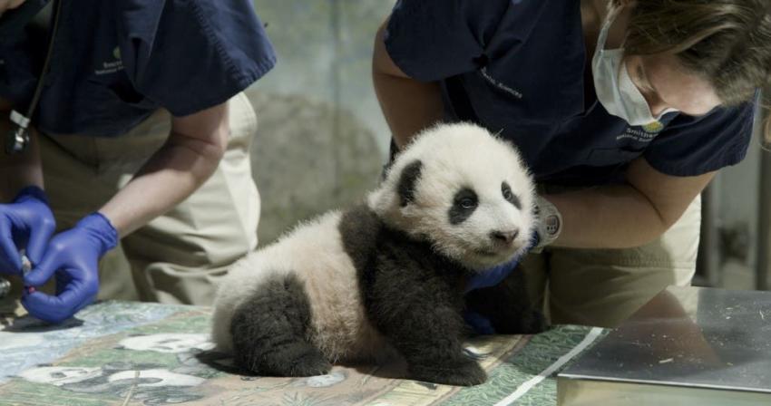 "Pequeño milagro": Así fue bautizado el bebé panda del zoológico de Washington