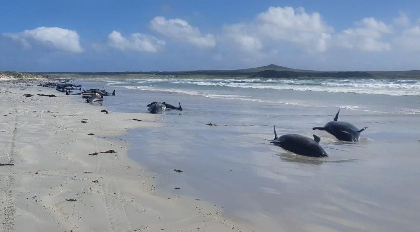 Centenar de ballenas piloto fallecen varadas en Nueva Zelanda