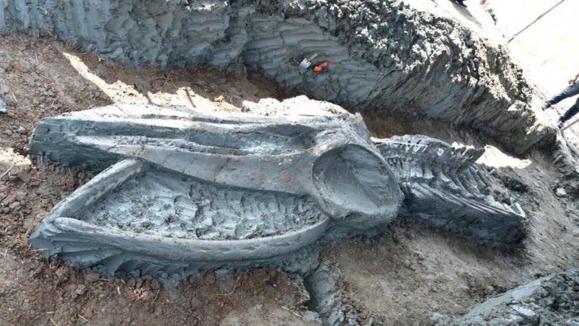 Hallan en Tailandia el esqueleto casi intacto de una ballena de hace al menos 3.000 años