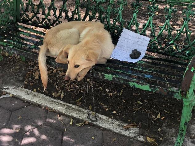 "Por favor adóptalo y cuídalo bien": abandonan a perrito en una banca en Ciudad de México