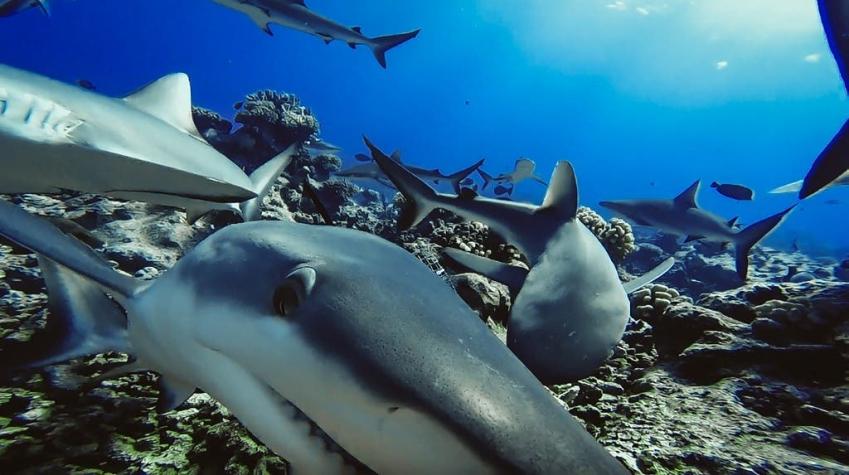 Colombia prohibirá cualquier tipo de pesca de tiburón