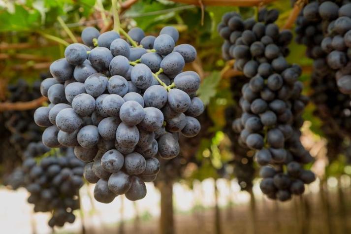 Uvas, frambuesas y nectarines: Logran producir variedades de frutas 100% chilenas