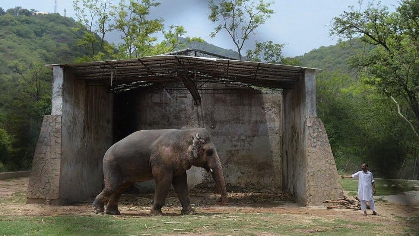 La historia de Kaavan, el "elefante más solitario del mundo" que fue liberado tras presión de Cher