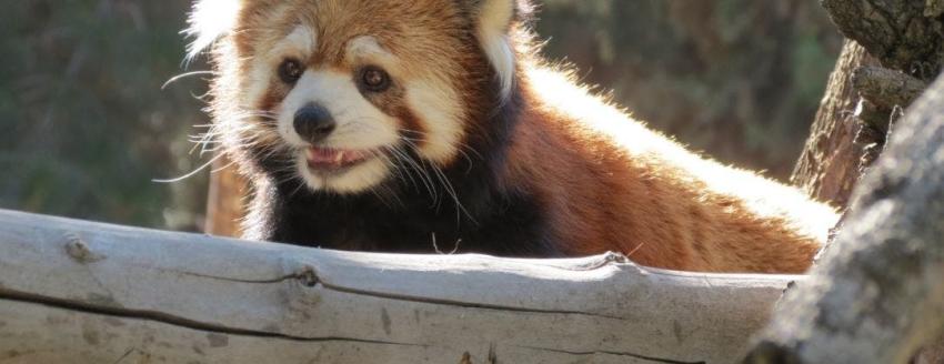 [FOTOS] Buin Zoo presenta a su primera pareja de pandas rojos (y no pueden más de la ternura)