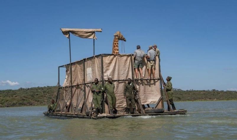 Impresionante video muestra a una jirafa siendo rescatada de una isla rodeada por cocodrilos
