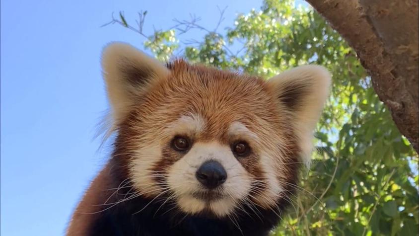 [VIDEO] Pandas rojos llegaron desde Japón: El guía de Kung Fu Panda está en el Buin Zoo