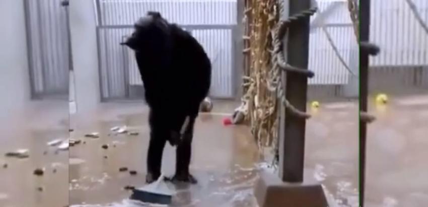 [VIDEO] Chimpancé se vuelve viral por tomar una escoba y ponerse a barrer su jaula