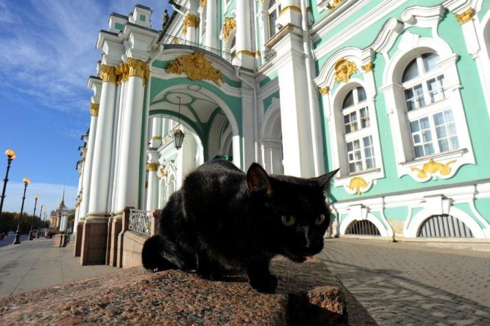 Gatos del museo ruso Hermitage reciben la herencia de un médico francés