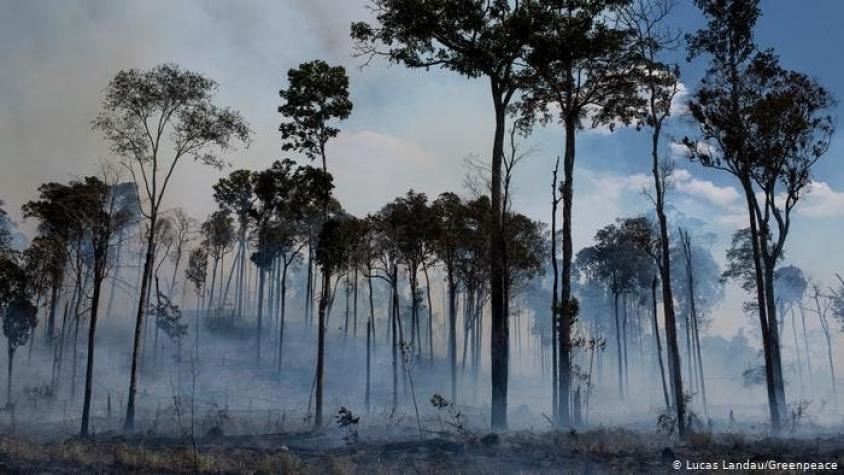 Nuevo Atlas de la Amazonía: en 2018 se perdió un bosque tan grande como España