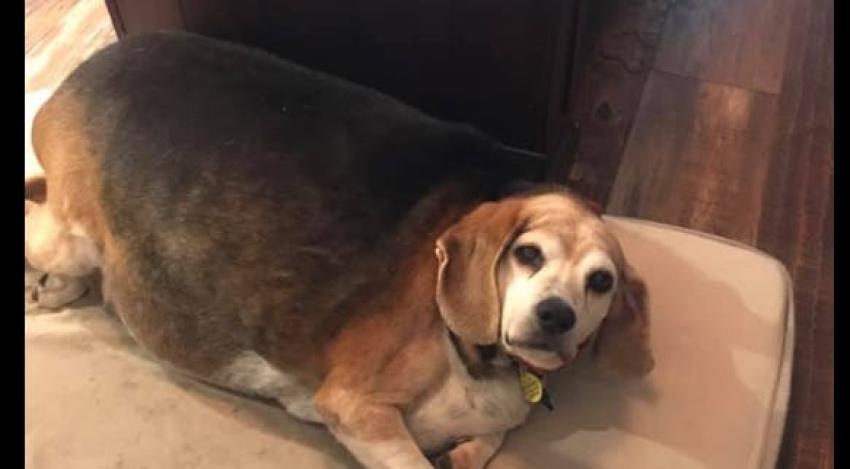 Suave lomito luchador: La historia de Wolfgang, un beagle que debía bajar de los 40 kilos de peso