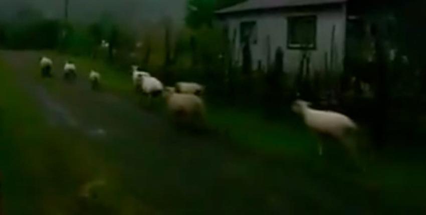 [VIDEO] Pensaron que era de noche: un rebaño de ovejas se fue a dormir en medio del eclipse
