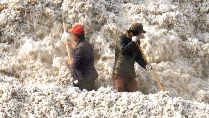 El algodón "manchado" de China: el trabajo forzoso en el corazón de la industria mundial de la moda