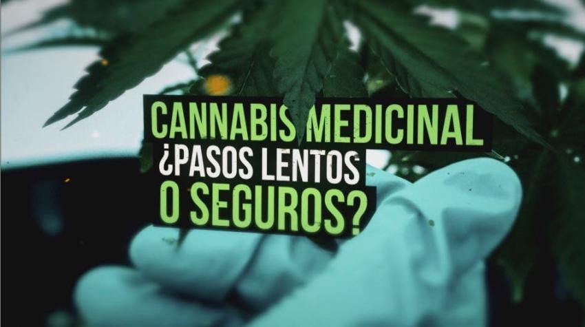 [VIDEO] Reportajes T13: Cannabis medicinal: ¿Pasos lentos o seguros?
