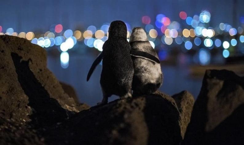 Dos pingüinos acurrucados mirando la bahía: la emotiva foto ganadora del "Ocean Photography Awards"