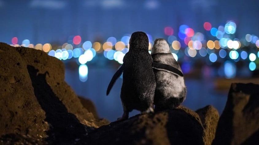 La conmovedora foto de dos pingüinos viudos consolándose que ganó el premio Ocean Photograph Awards
