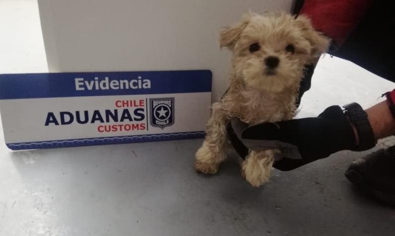 Rescatan 25 cachorros que eran ingresados ilegalmente a Chile: Avalúo supera los $15 millones