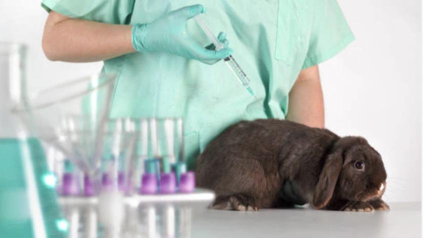 Ingresan proyecto de ley para prohibir testeo animal en cosmética en Chile