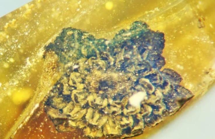 [FOTO] Científicos encuentran una flor que existió hace 100 millones de años