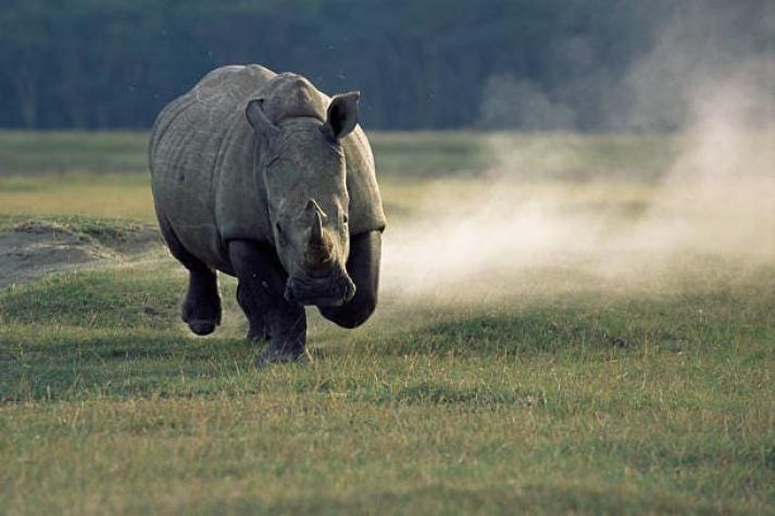 "Imprudente y sin sentido": Joven entra a área de rinocerontes en un zoológico para hacer un TikTok