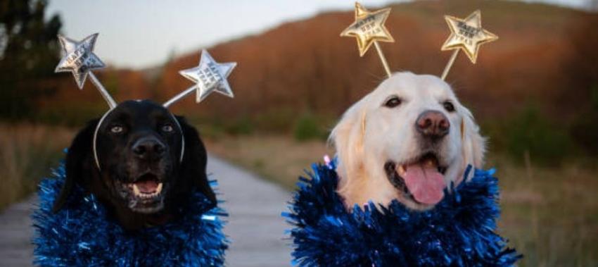 [VIDEO] Tips para cuidar a tus mascotas durante las celebraciones de fin de año