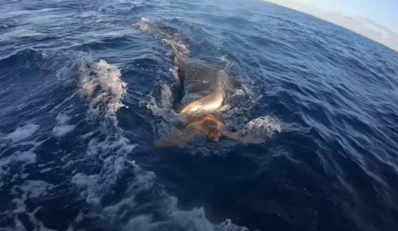 [VIDEO] Una tortuga intenta subirse a un bote escapando de un tiburón tigre