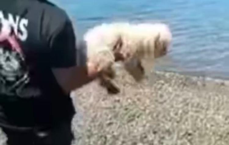 Nuevo caso de maltrato animal: Graban a hombre lanzando a pequeño perro al mar en Chiloé